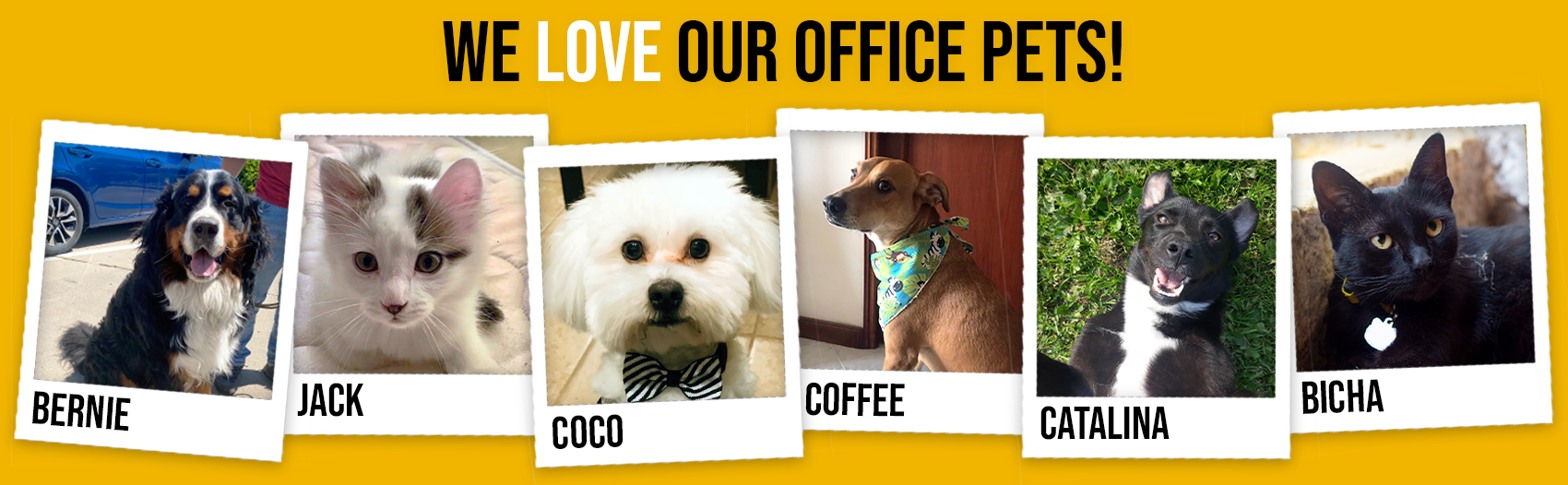3Metas office pets
